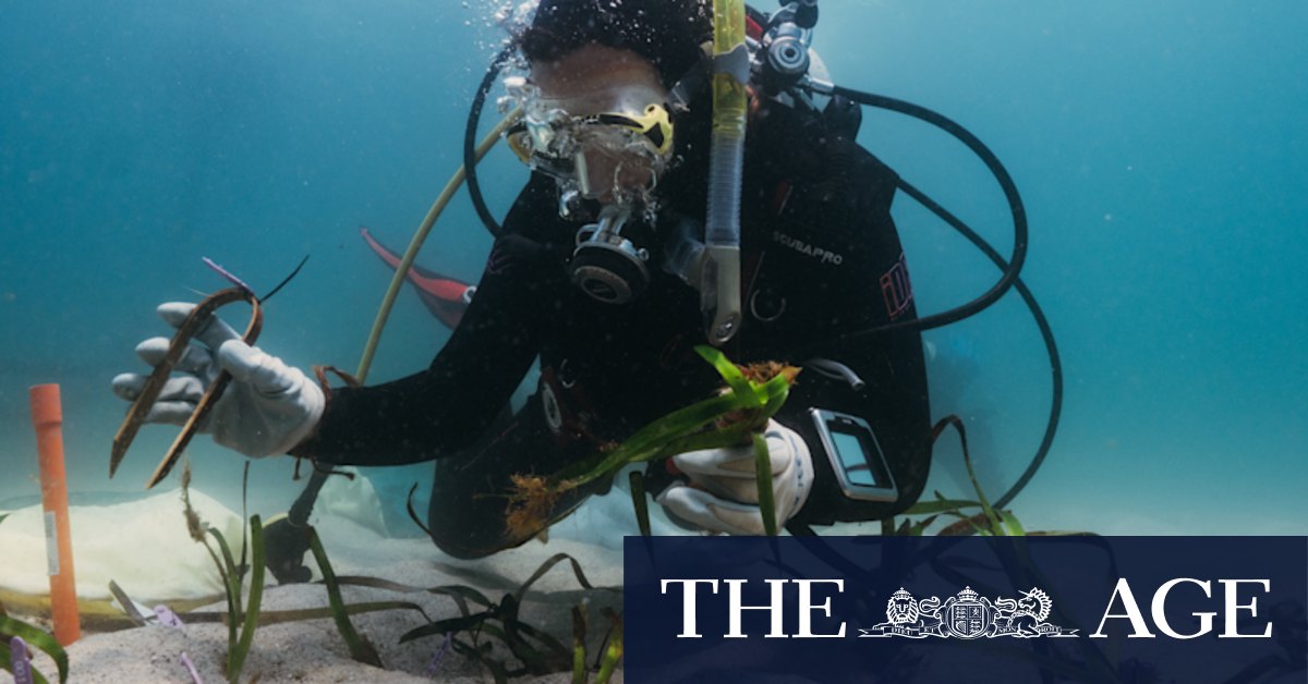 Sydney Harbour seagrass restoration project heals scars - Vimarsana News