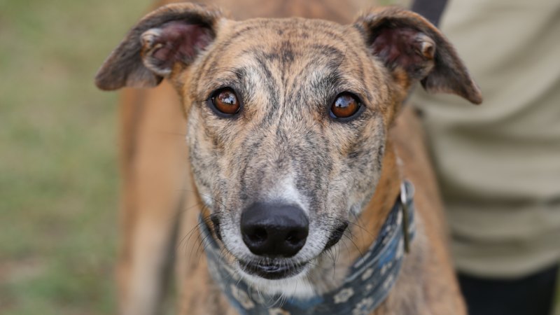 Wentworth Park closure a start: next, ban greyhound racing