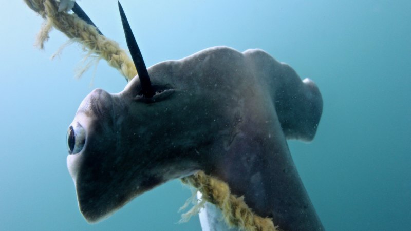 Endangered hammerhead sharks die on baited hooks in Great ...