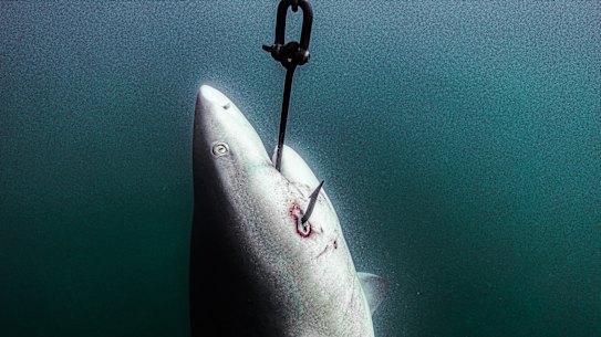 A shark hooked off the coast of Magnetic Island in the Great Barrier Reef Marine Park.