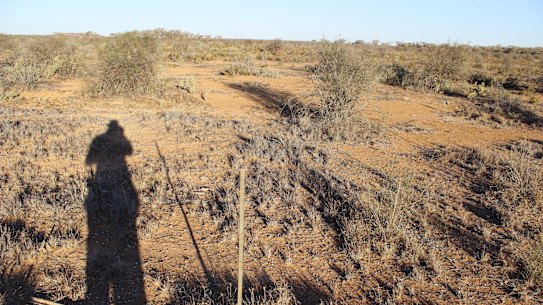 Wooleen in 2014 showing minimal perennial grass, minimal production, minimal protection for the soil and native fauna. 