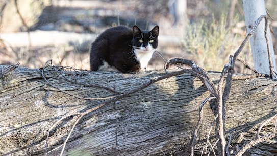 A feral cat in Dryandra, WA.