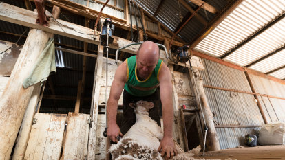 Shearer shortage sparks call for Aussie youth to take up the job
