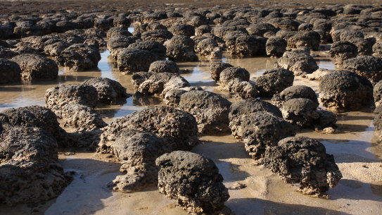 Examples of surface stromatolites in Shark Bay, WA.