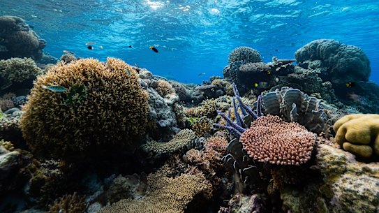 Scott Reef is near the site of Woodside’s Browse plans.