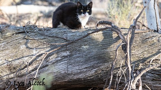 A feral cat in Dryandra, WA.