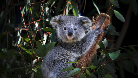 Federal government is investigating if the conservation status of koala needs to be upgraded to endangered.