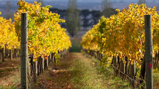 A one-stop shop of good wine, food and accommodation.