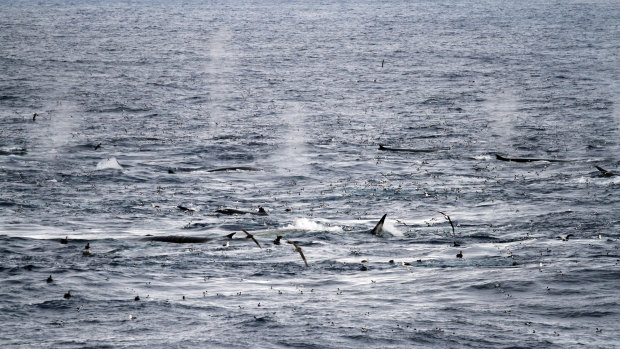 Whale feeding frenzy in Antarctica points to a conservation success