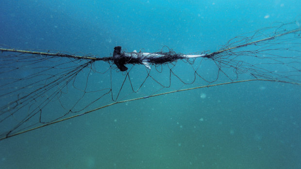 Would you swim at a Sydney beach without a shark net?