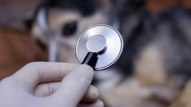 A Perth vet has had his registration cancelled following complaints from two pet owners.