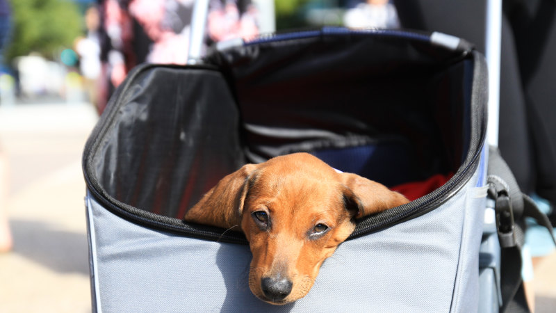 can dogs travel on translink