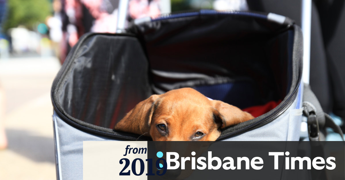 how many dogs are you allowed in brisbane