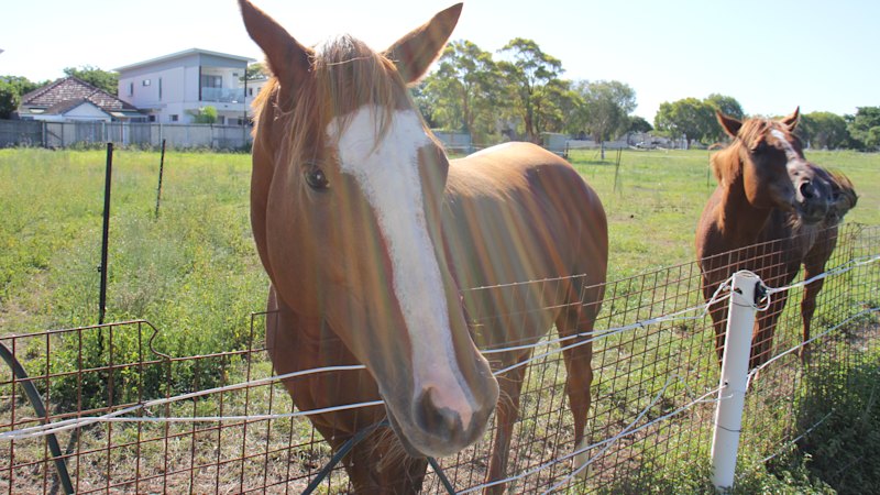 Huge inner-city block home to horses goes on sale with plans for dozens of houses