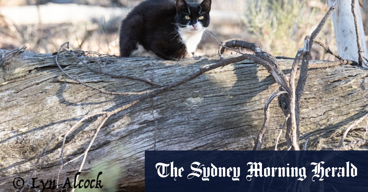 WA council laments ‘nonsensical’ cat containment decision