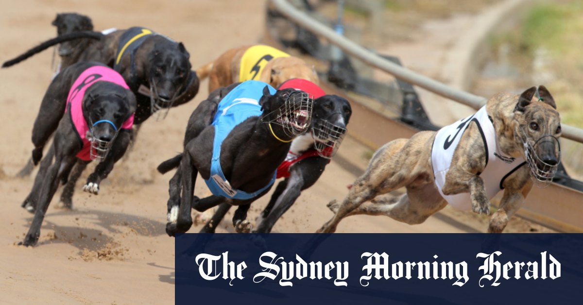 The Fitz Files Why greyhound racing's new code is a complete crock