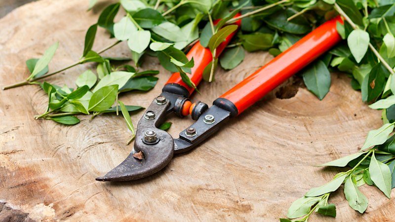 It’s almost spring but the garden’s a shambles? The eight tasks to whip it into shape