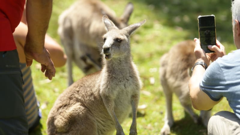 Postcard from Tokyo: Skippy's grown tired as the face of tourism