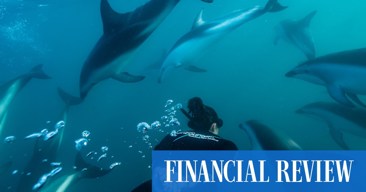 If you're heading to Christchurch, make a detour to Kaikōura for the experience of a lifetime: an underwater swim with hundreds of dolphins - Vimarsana News