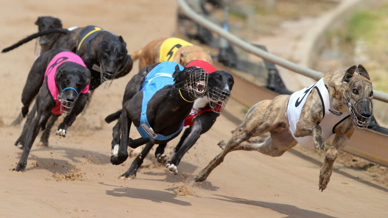 Funny store greyhound race