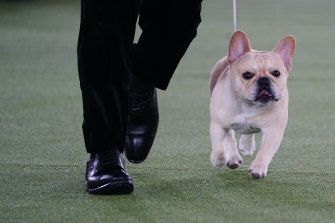 Winston went to Westminster as the top-ranked dog in the country. 