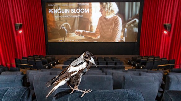 Promoting the film: one of the trained magpies in a cinema. 