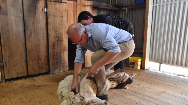 Scott Morrison shears a sheep at a farm outside Dubbo on Saturday.