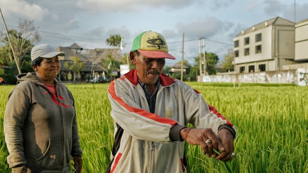 Rice farmers Wayan Soki, left, and Ketut Bintang from Canggu tend to their rice paddies.