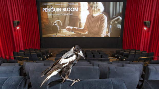 Promoting the film: one of the trained magpies in a cinema. 