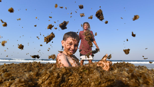Zac Maher and Maximo Le-Sech play in large deposits of algae, known as 'cornflake seaweed', at Palm Beach.