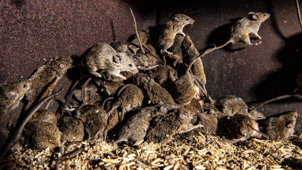 Despite multiple efforts to lay bait, there are still many mice at Mr McCutcheon’s farm.