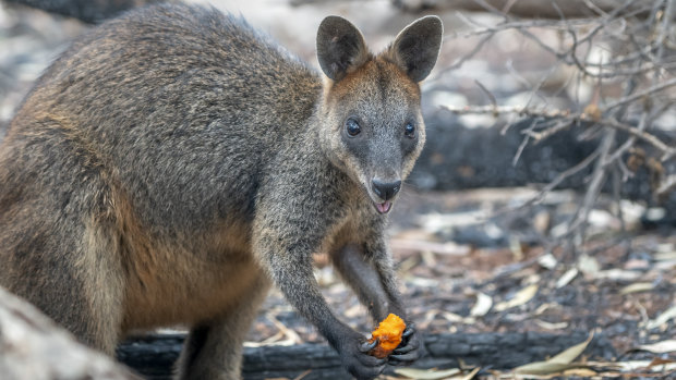 Thousands of kilograms of carrots and sweet potato were delivered to endangered brush-tailed rock wallabies during the bushfire crisis.