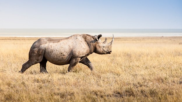 A thousand rhinos are killed each year for their horns, which are touted as a cure-all for everything from cancer to hangovers.