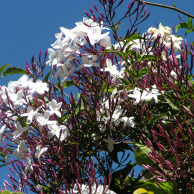 Jasmine, the scent which fills Sydney's streets in spring.