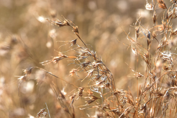 Kangaroo grass covers the Burnside site.