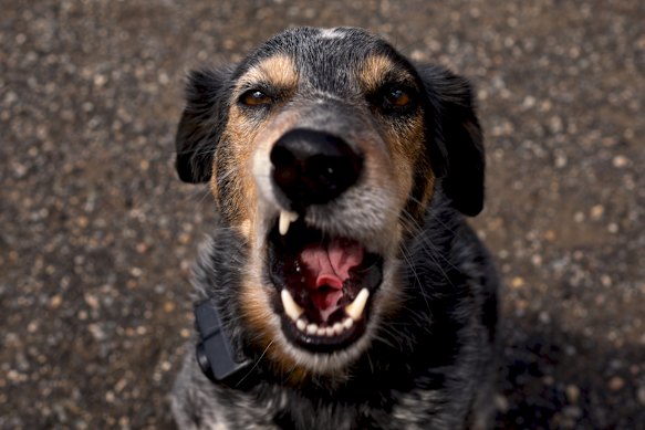Dogs can really kill a vibe.