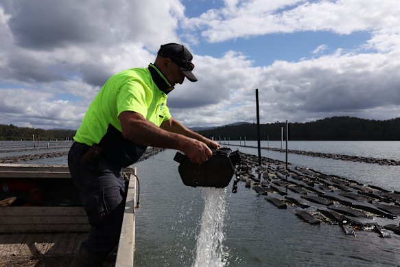 Yiannaros’ farm, Batemans Bay Oysters, is a minute-long boat ride across the Clyde River from Connell’s Llennoc Oysters. His shed is around the corner from Hargreaves’ Oysters on the Clyde.