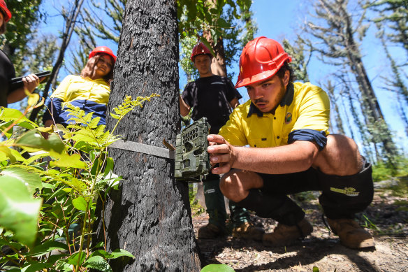 Gunaikurnai survey teams checking camera traps near Buchan. The team is aiming to discover how native fauna have recovered after the 2020 bushfires.
Jirrah and Mahlciem Morgan check a camera trap with Paula and Mary Harrison looking on.