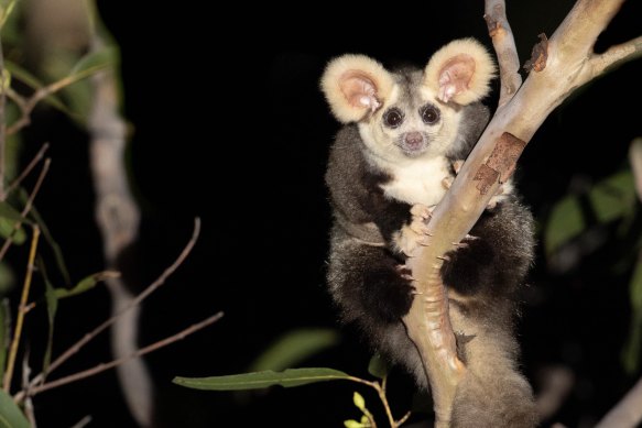 The greater glider, a large gliding possum that lives along Australia’s east coast, was recently listed as endangered.