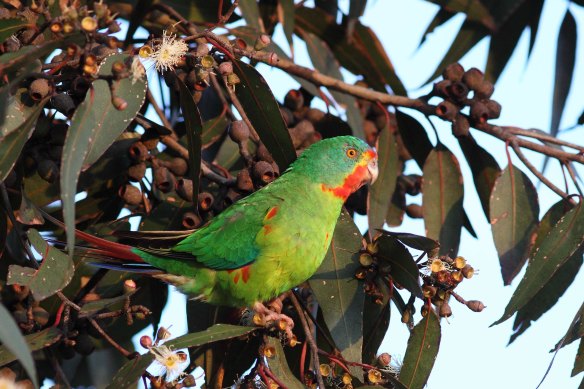 The endangered swift parrot was spotted in Melbourne recently.