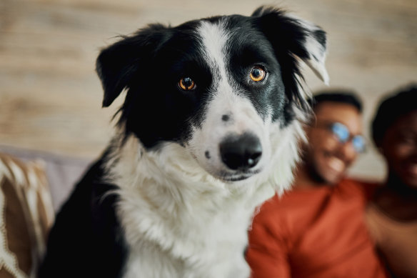 While border collies are often thought of as the most intelligent dog breed, seven of the top 10 dogs in expert research were mixed breed.