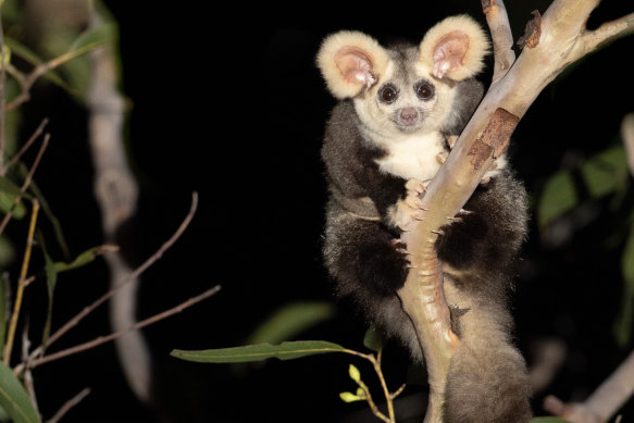 The greater glider has been listed as endangered in Victoria and NSW.