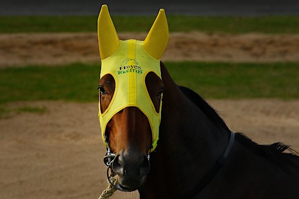 Everest 2025: Ka Ying Rising trainer David Hayes confident race ...