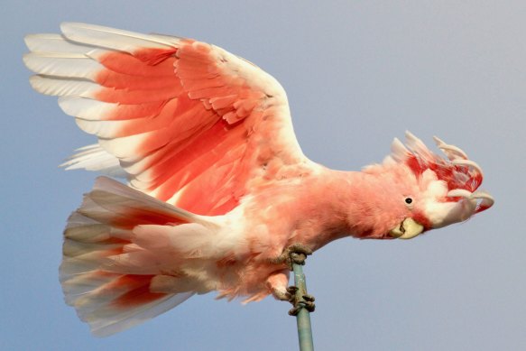 The pink cockatoo is an attractive and sought after species that can be subject to illegal poaching of eggs and young if locations are shared.
