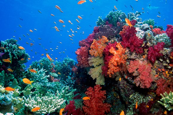 Taveuni … some of the best coral on the planet.