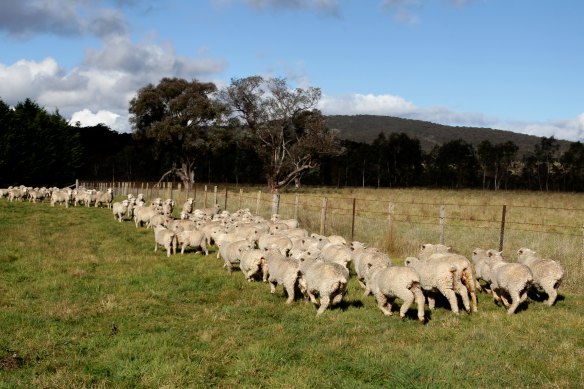 A plan to build a massive wind farm near Walcha is causing division in the community. Some say it will provide a reliable stream of income insulated from drought and flood, while others believe the turbines would spoil prime productive land.