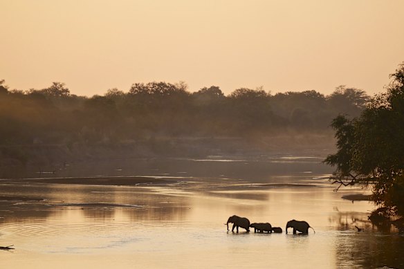Elephants crossing Zambia’s Luangwa River at  sunrise.