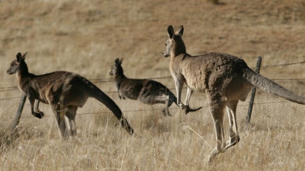 NSW farmers say shooting starving kangaroos is more humane than letting millions of them die a slow death.