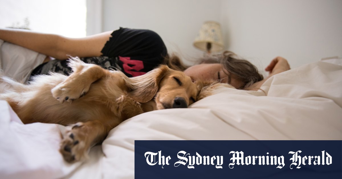 Dog tired how pets are taking over our beds