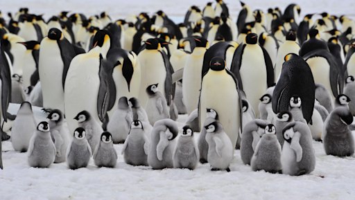 Let’s stick together: how penguins avoid the deep freeze.